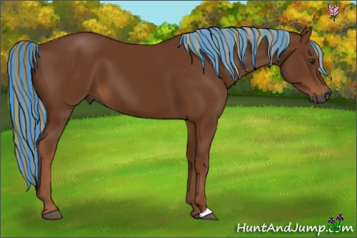 Horse Color:Gray Painted Chestnut 