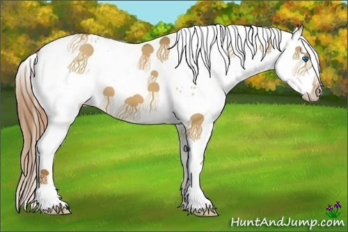 Horse Color:White Spotted Red Dun Splash 
