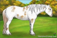 Horse Color:White Spotted Red Dun Splash 
