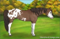 Horse Color:Bay Splash Frame Appaloosa