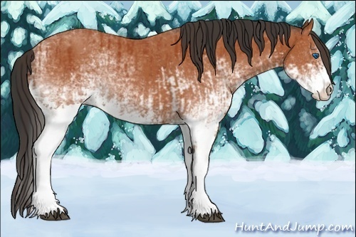 Horse Color:White Spotted Bay Splash and White Spotted Bay Splash