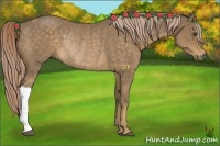 Horse Color:Chocolate Palomino Rabicano 