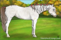 Horse Color:White Spotted Liver Chestnut Splash Frame Rabicano