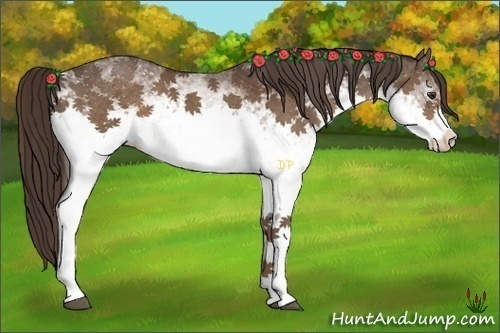 Horse Color:White Spotted Liver Chestnut 