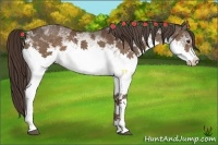 Horse Color:White Spotted Liver Chestnut 
