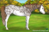 Horse Color:Liver Chestnut Ice Splash 