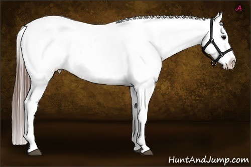 Horse Color:Grullo Blanket Rabicano