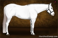 Horse Color:Grullo Blanket Rabicano