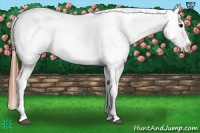 Horse Color:Brown Appaloosa 