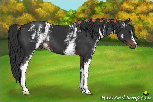 Horse Color:White Spotted Liver Chestnut 
