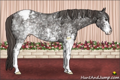 Horse Color:White Spotted Liver Chestnut Varnish