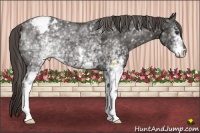 Horse Color:White Spotted Liver Chestnut Varnish 
