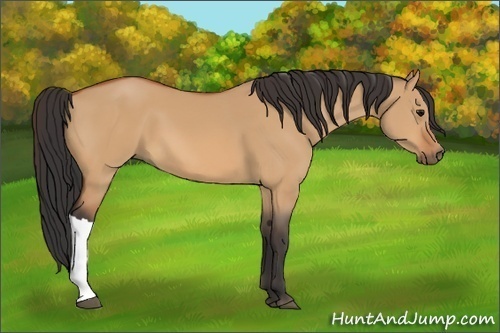 Horse Color:Unknown 