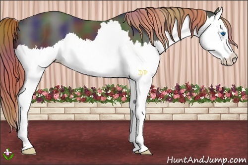 Horse Color:Nacre Liver Chestnut Splash