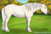 Horse Color:Silver Buckskin Roan Pearl  and Silver Buckskin Roan Pearl Splash 
