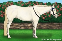 Horse Color:Buckskin Roan Pearl  and Buckskin Roan Pearl Rabicano 
