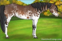 Horse Color:White Spotted Bay 