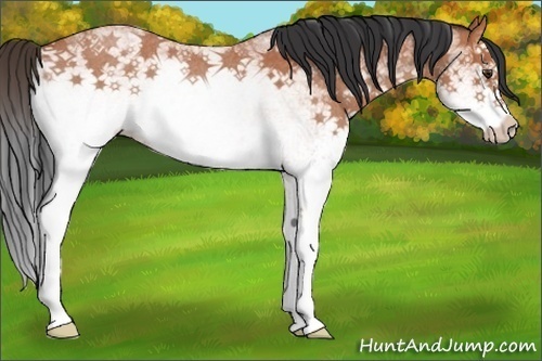 Horse Color:White Spotted Bay Roan Splash 