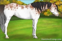 Horse Color:White Spotted Bay Roan Splash 