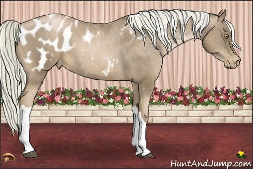 Horse Color:Liver Chestnut Pearl Appaloosa 