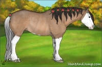 Horse Color:Bay Dun Splash Rabicano 