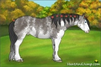 Horse Color:White Spotted Grullo Splash Rabicano