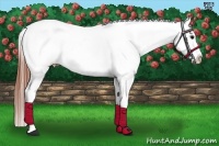 Horse Color:Brown Roan Appaloosa 