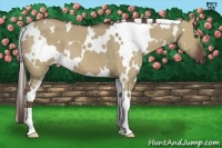 Horse Color:White Spotted Liver Red Dun 