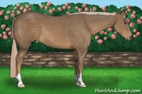 Horse Color:Chocolate Palomino 