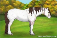 Horse Color:White Spotted Classic Champagne Ice Onyx Appaloosa 