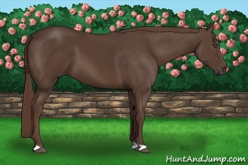 Horse Color:Liver Chestnut 