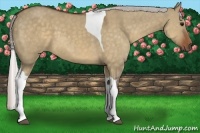 Horse Color:Silver Brown Dun Tobiano 
