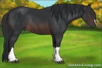 Horse Color:Brown Rabicano