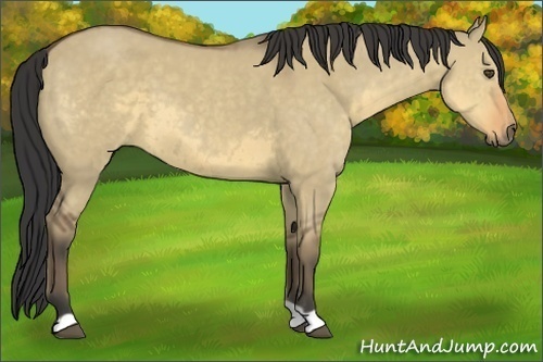 Horse Color:Buckskin Dun 