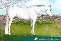 Horse Color:Liver Red Dun Roan Splash Appaloosa 