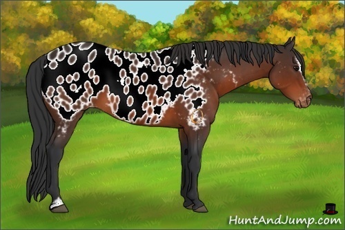 Horse Color:Brown Sabino Appaloosa