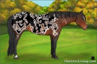 Horse Color:Brown Sabino Appaloosa 
