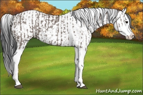 Horse Color:Grullo Sabino Splash  and Grullo Sabino Splash 