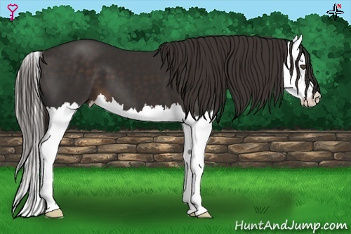 Horse Color:Liver Chestnut Splash 