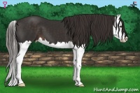 Horse Color:Liver Chestnut Splash