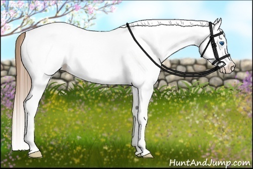 Horse Color:White Spotted Liver Chestnut Splash 