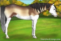 Horse Color:Bay Onyx Splash 