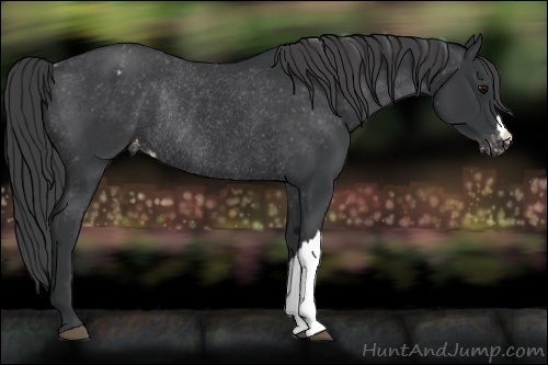 Horse Color:Black Appaloosa Rabicano 