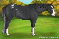 Horse Color:Black Splash Appaloosa Rabicano 