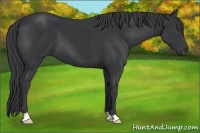 Horse Color:Black 