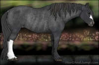 Horse Color:Black Appaloosa Rabicano 