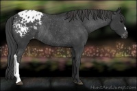 Horse Color:Black Appaloosa Rabicano 