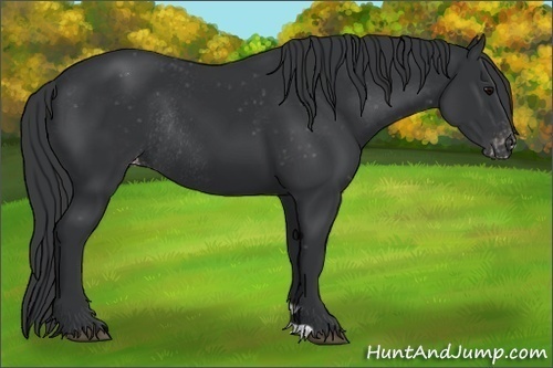 Horse Color:Black Varnish Rabicano 