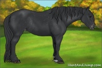 Horse Color:Black Appaloosa Rabicano 