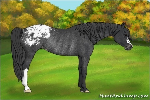 Horse Color:Black Appaloosa Rabicano 